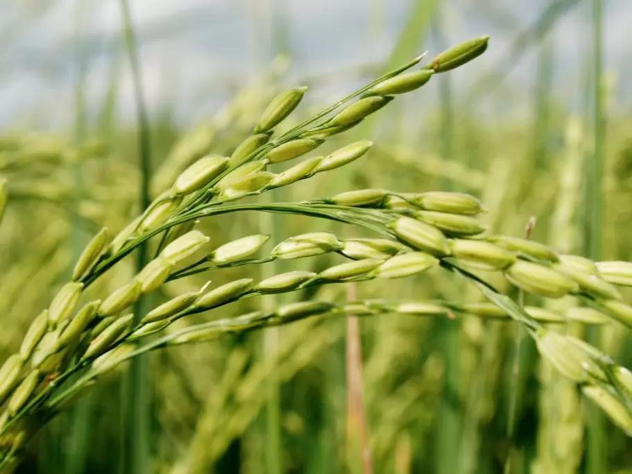 Минсельхоз предложил снова продлить запрет на вывоз риса