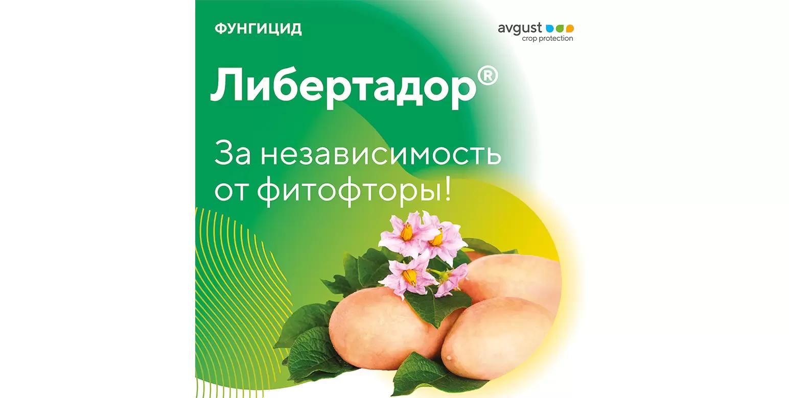 Полная защита от фитофтороза листьев и новых клубней картофеля