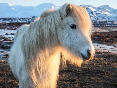 Исландская порода лошадей