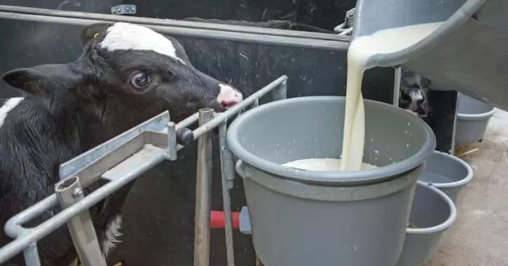 Важность правильной консистенции жидких кормов для телят 