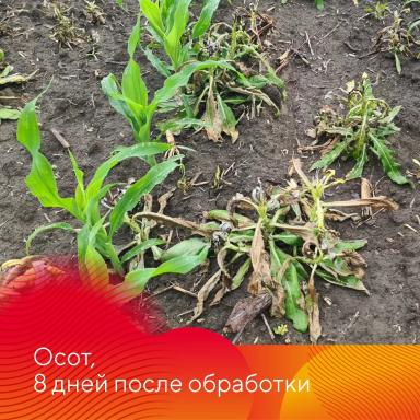 Работает Фултайм®
