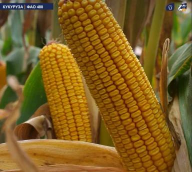 МАС 56.А - гибрид кукурузы ( Zea mays L.).