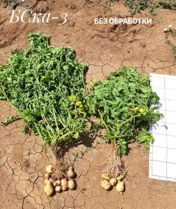 Картофель (сравнение)