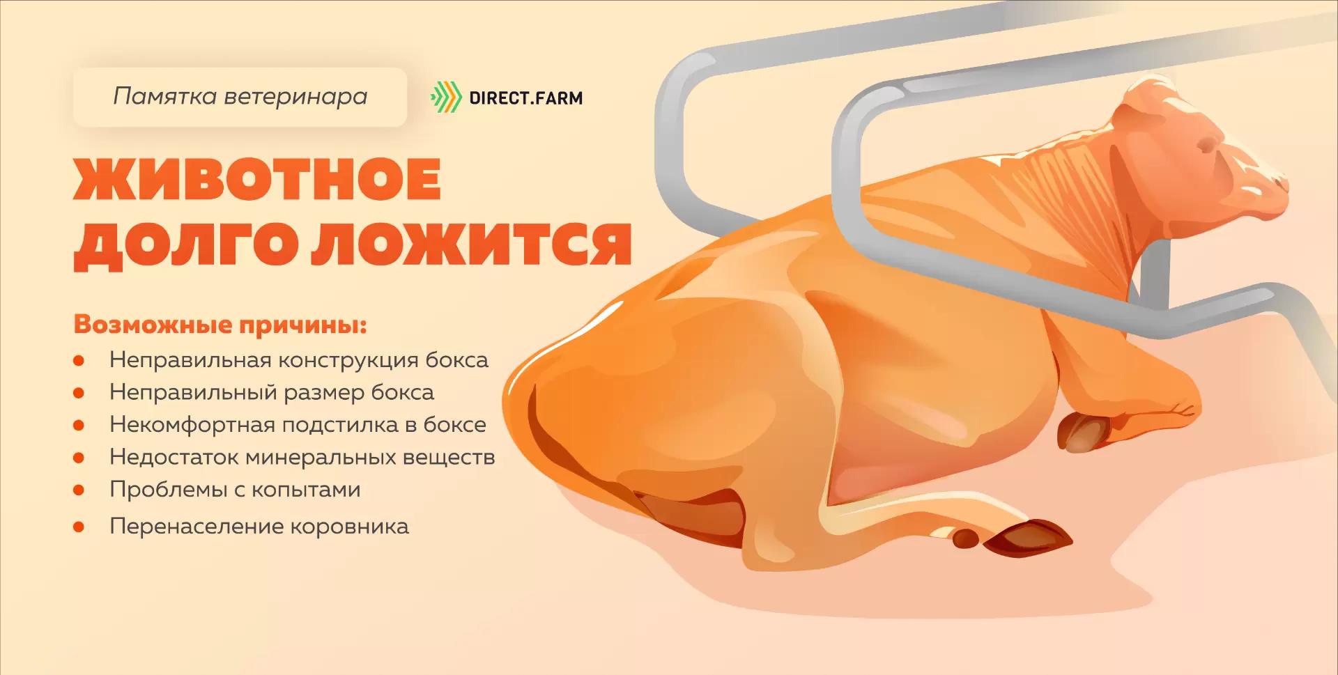 Памятка ветеринара: корова долго ложится