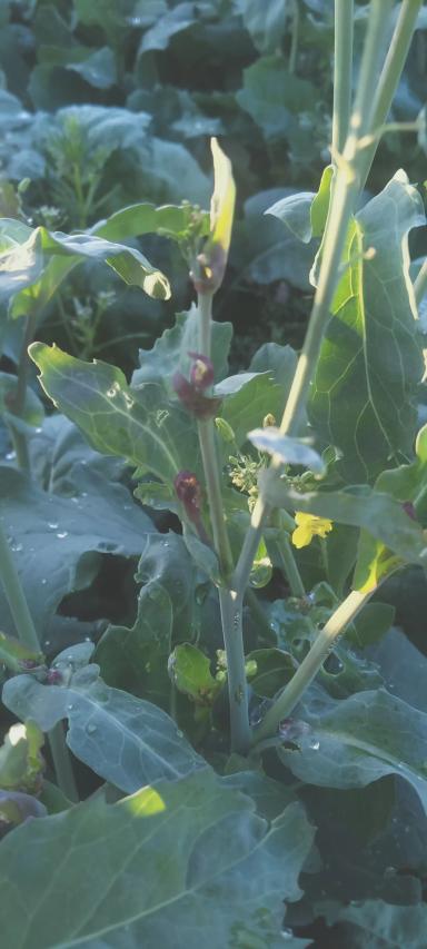 Что с рапсом?