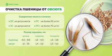 Очистка пшеницы от овсюга