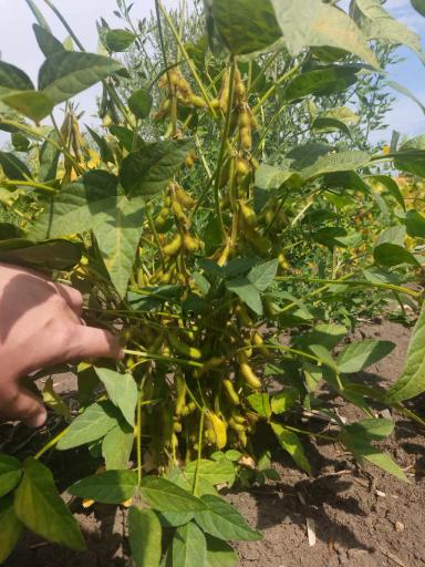 НОВЫЕ СОРТА СОИ