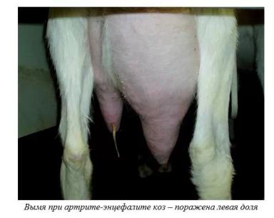 Харвуд – "Ветеринарное руководство по здоровью и благополучию коз". Гл. 16