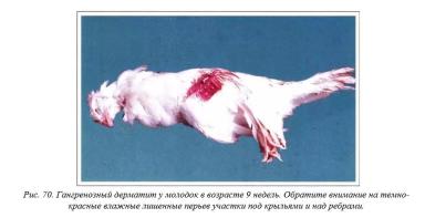 Вегад - Атлас болезней птицы. Ч. 10. Гангренозный дерматит