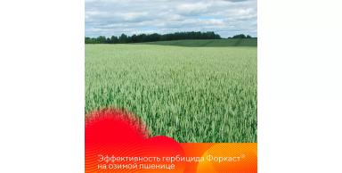 Эффективность гербицида Форкаст®