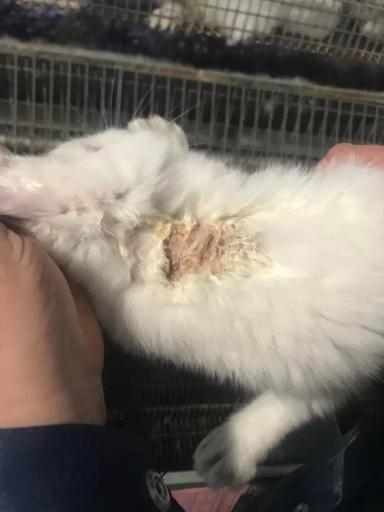 Золотистый стафилококк - убийца вашего бизнеса!