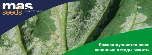 Ложная мучнистая роса: основные методы защиты
