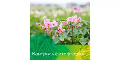Методы контроля фитофтороза