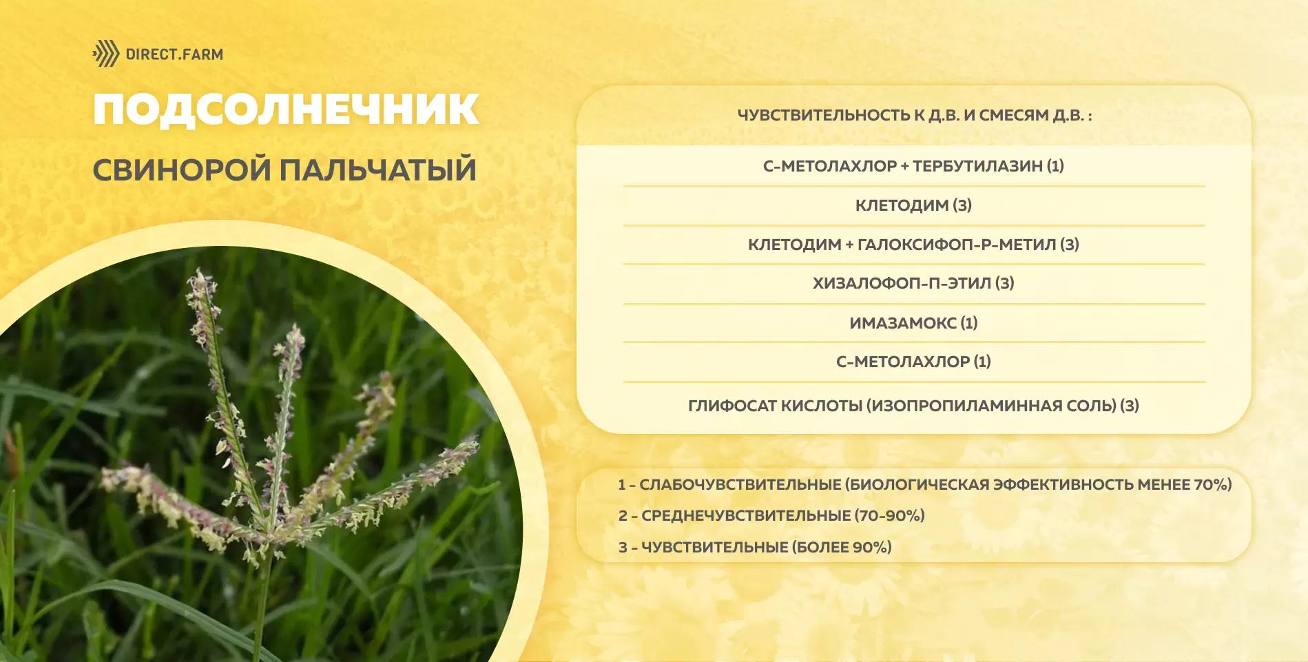 Шпаргалка чувствительности свинороя пальчатого к д.в. гербицидов