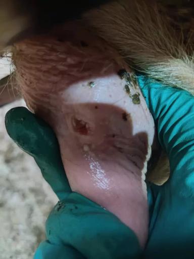 Вопросы из чатов: почему на соске у коровы появилось уплотнение?