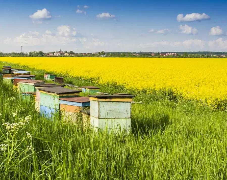 Пчелы в аренду