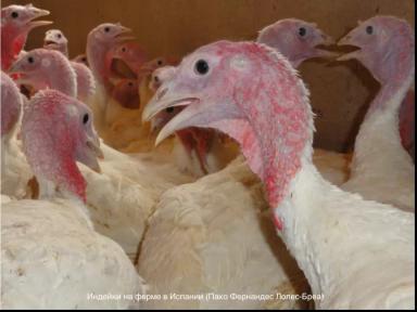 Минеральное питание для высокой продуктивности индеек