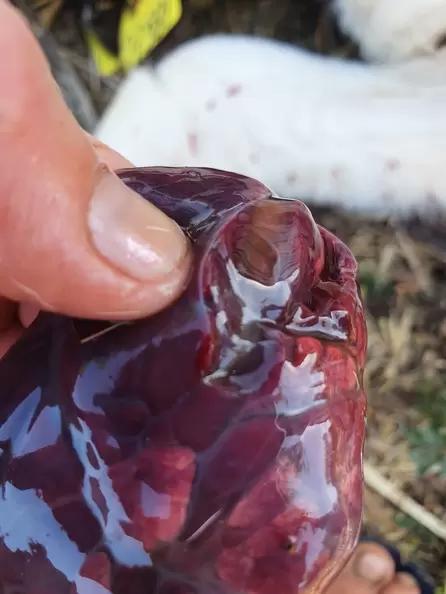 Вопросы из чатов: как интерпретировать данные вскрытия теленка?