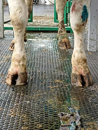 ФОК (функциональная обрезка копытец) крупного рогатого скота, что это?