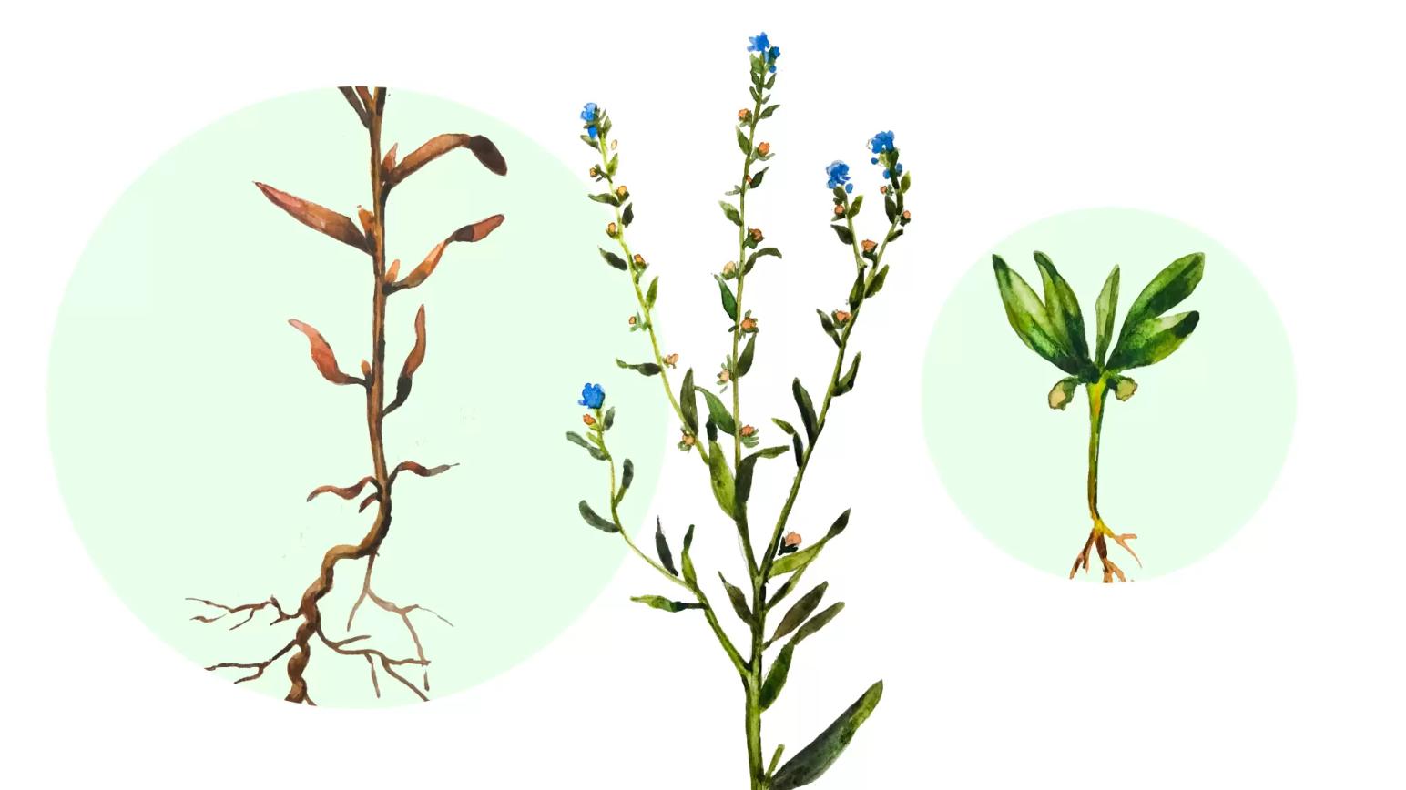 Липучка обыкновенная