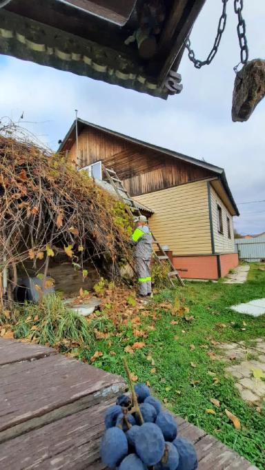 Опыт осенней омолаживающей обрезки винограда методом "на обратный рост"