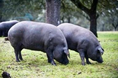 Иберийская порода свиней