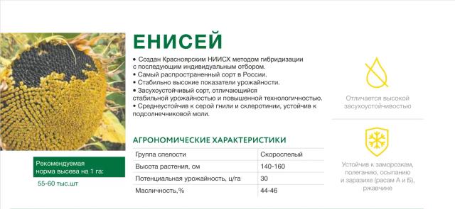 Енисей
