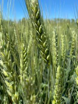 Семена  пшеницы озимой купить Аксинья Амбар Аскет Аюта Вольница Вольный Дон