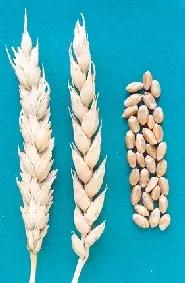 Саратовская 70 сорт мягкой яровой пшеницы