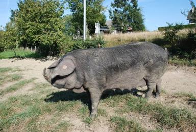 Гасконская порода свиней