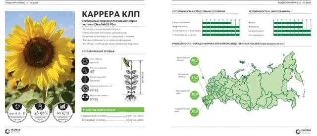 Каррера КЛП - гибрид подсолнечника (Helianthus annuus L.). Среднеспелый. Гибрид системы Clearfield®Plus.