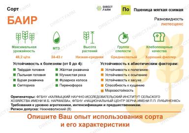 Баир сорт мягкой озимой пшеницы