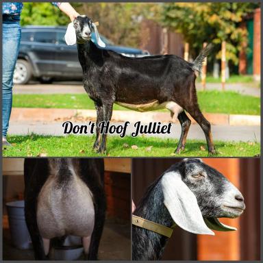 Англо-нубийские козочки и козлики 