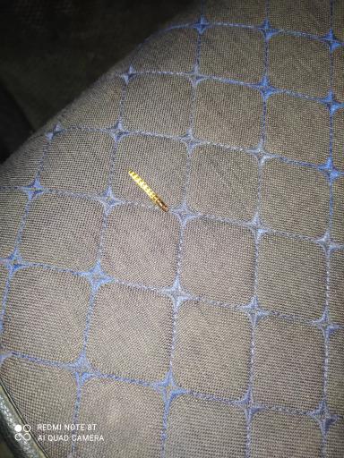 Жужелица На Озимой Пшенице