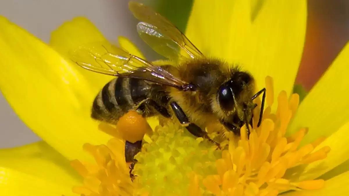 Курсы для начинающих пчеловодов и пчеловодов с опытом