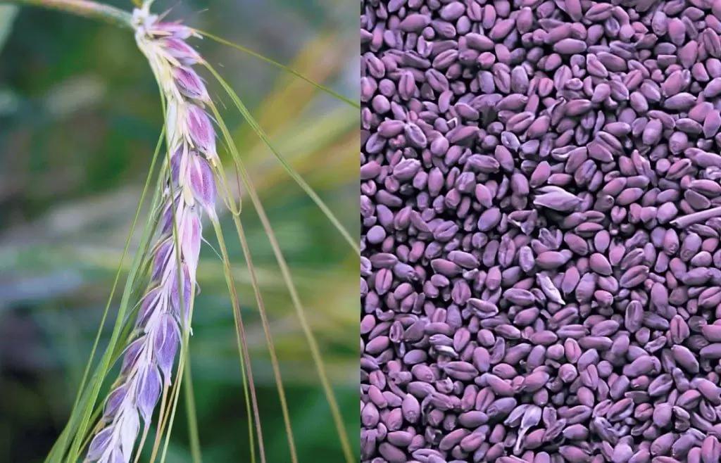 Фиолетовая пшеница и коричневый овес прошли фитосанитарные исследования
