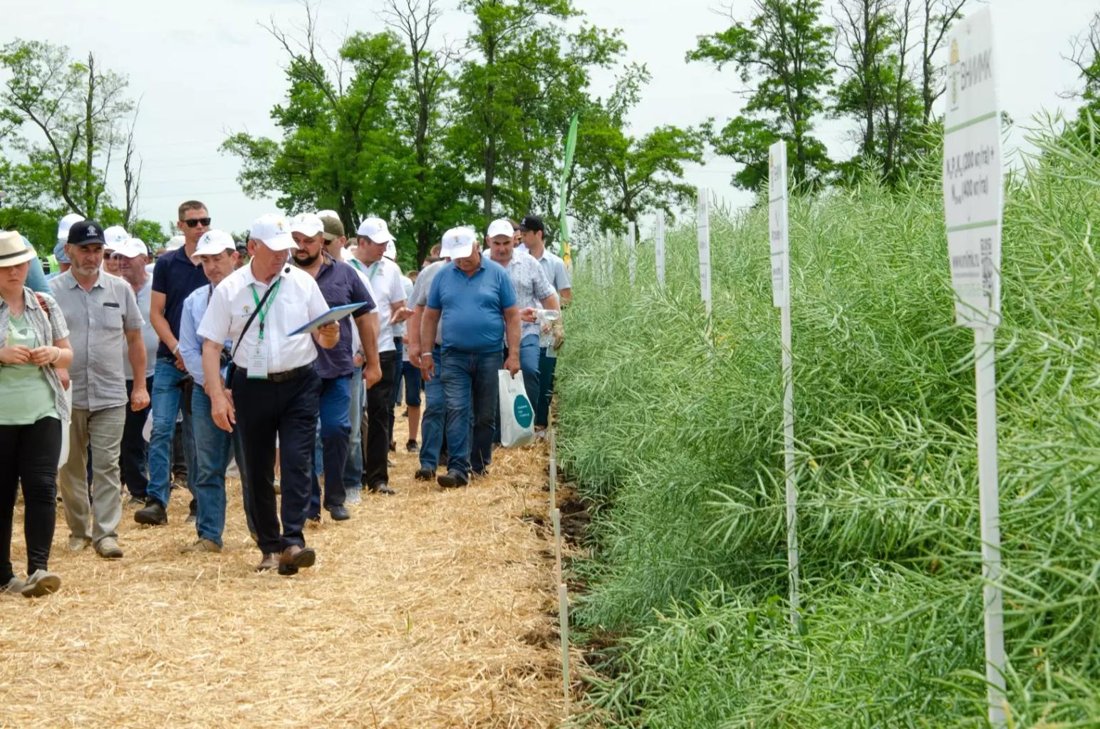 День Поля – сорта и технологии возделывания озимого рапса ВНИИМК 2022