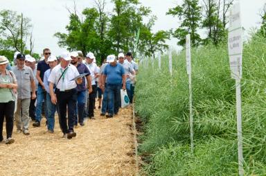 День Поля – сорта и технологии возделывания озимого рапса ВНИИМК 2022