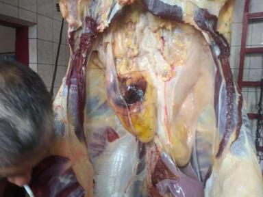 Что показывает вскрытие трупа коровы? 