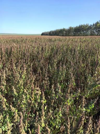 Долгосрочные инвестиции в чистоту полей по технологии КОНВИЗО® СМАРТ