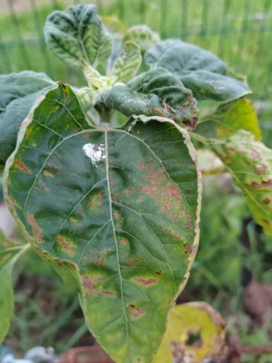 Вопросы из чатов: что с подсолнечником?