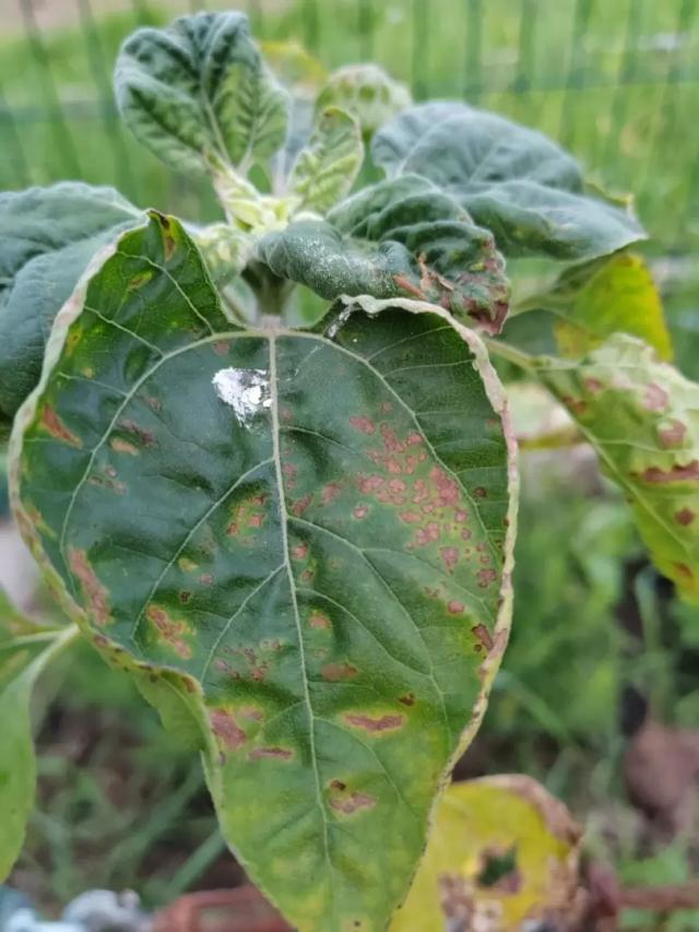 Вопросы из чатов: что с подсолнечником?