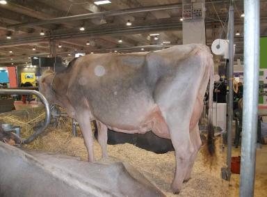 Brune (French Brown)
