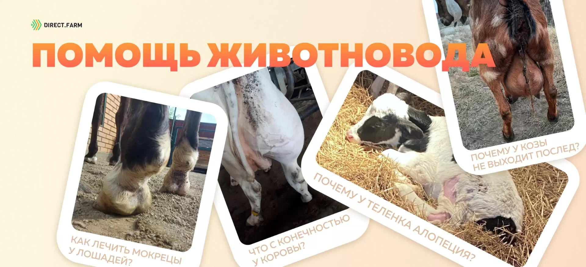 Помощь животновода