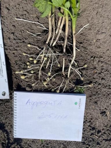 СИПКАМ РУС - ДОКТОР УЖЕ ЗДЕСЬ!