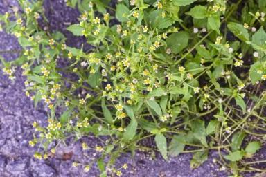 Галинсога мелкоцветковая (американка)