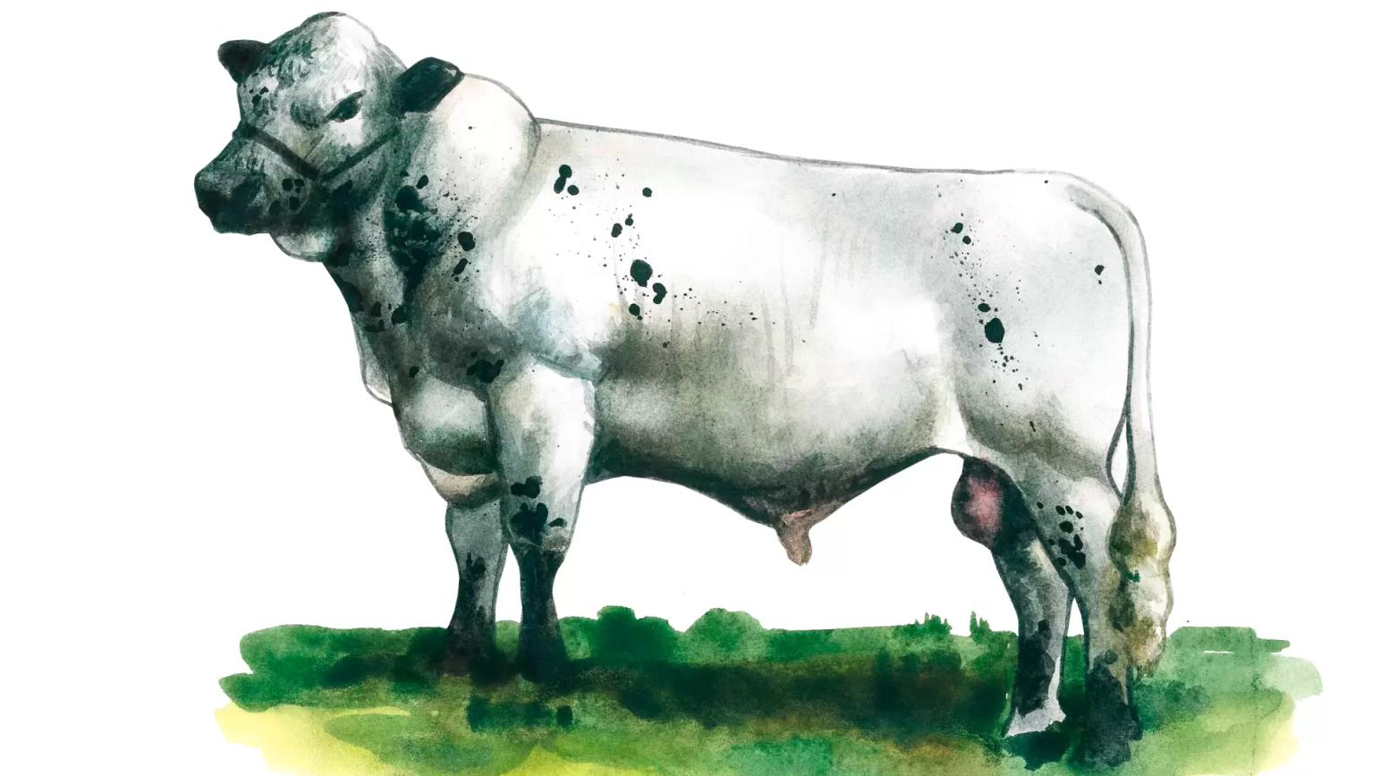 Сколько быков было белого цвета. Корова на белом фоне. Британская белая корова. Белая Британская комолая порода коров. Голландская порода коров на белом фоне.