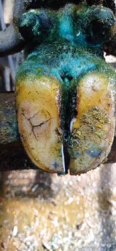 Модификация сформированного копытного рога с применением химических веществ.