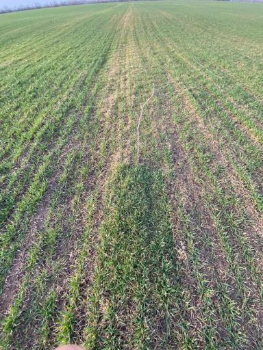 Эффективность осенней обработки посевов озимой пшеницы гербицидом Паллас КА