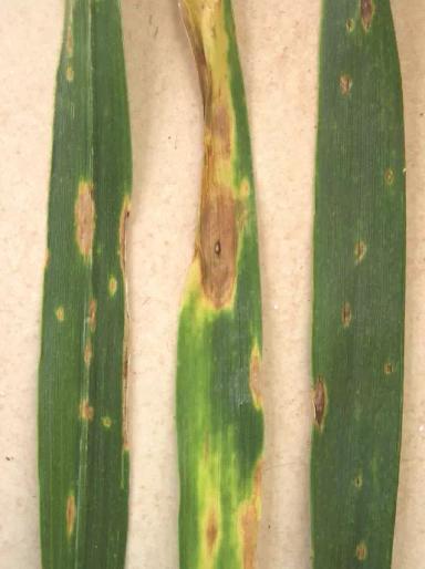 Борьба с пиренофорозом (желтой пятнистостью) пшеницы, ячменя и ржи